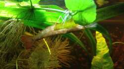 Besatz im Aquarium East meets west (aufgelöst)