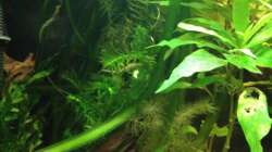 Pflanzen im Aquarium East meets west (aufgelöst)