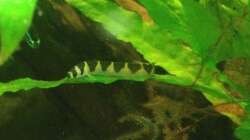 Besatz im Aquarium East meets west (aufgelöst)