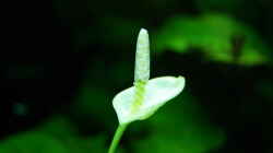 Anubias-Blüte