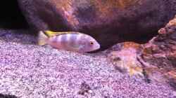 Labidochromis sp. `perlmutt`