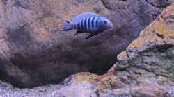 Besatz im Aquarium etwas größere Malawi Pfütze