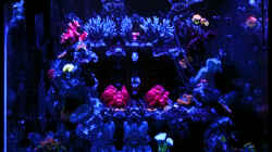 Aquarium in der Blaulichtphase