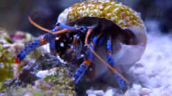 Clibanarius tricolor - Blaubein