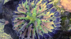 Fungia - ist farblich schöner geworden, in echt sieht sie noch bunter aus/Juli 2015