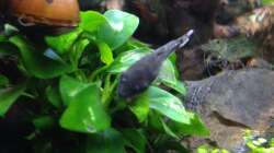 Besatz im Aquarium Amano-Style