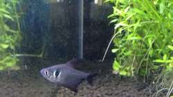 Besatz im Aquarium Amano-Style