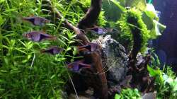 Besatz im Aquarium Amano-Style