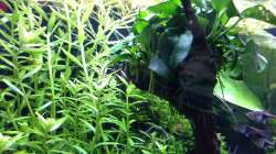 Pflanzen im Aquarium Amano-Style