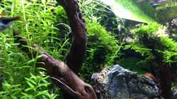 Pflanzen im Aquarium Amano-Style