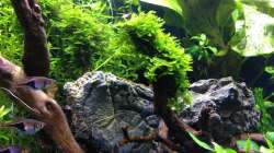 Pflanzen im Aquarium Amano-Style