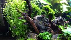 Pflanzen im Aquarium Amano-Style