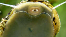 Guten Appetit - Geweihschnecke beim abweiden der Scheibe