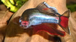 ausgewachsenes Männchen