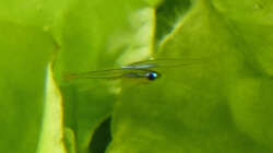 schon etwas größere Kardinälchen, man kann schon ein wenig Farbe erkennen