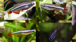 Vater, Mutter, Kinder