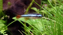 junger Vietnamesischer Kardinalfisch