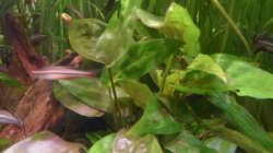 Cryptocoryne pontederifolia, neu eingesetzt ca. Ende 2018