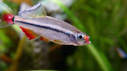 Vietnamesischer Kardinalfisch