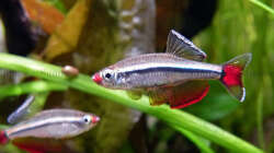 Imponierende Vietnamesische Kardinalfische