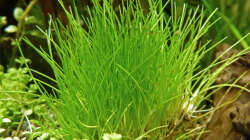 Zwergnadelsimse - Eleocharis acicularis Mini