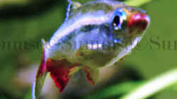 Tanichthys micagemmae - Vietnamesische Kardinalfische