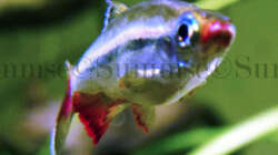 Tanichthys micagemmae - Vietnamesische Kardinalfische