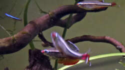 eine der Lieblingsbeschäftigungen - Imponieren und dann verjagen