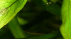 kaum zu erkennen die beiden Babys