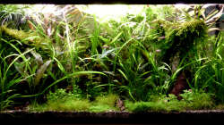 es wuchert/01.07.2015