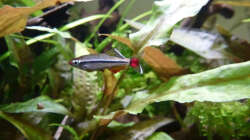 Vietnamesischer Kardinalfisch