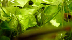 Nymphoides sp. Taiwan