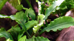 Bucephalandra cf. motleyana ´Melawi´