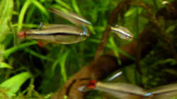 Vietnamesische Kardinalfische - zu schnell für ein Foto