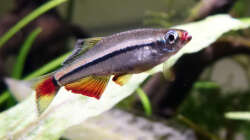 Vietnamesischer Kardinalfisch