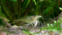 Amanogarnele beim fressen