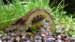 schwangeres Amanogarnelen-Weibchen