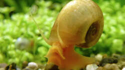 noch eine Posthornschnecke