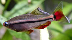 Ist er nicht schön?