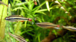 Vietnamesische Kardinalfische