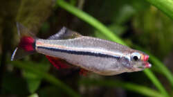 wie weit er sein Maul öffnen kann...