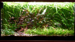 Update März 2019 mit veränderter Bepflanzung nach dem Gärtnern