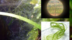 Fadenalgen, extrem hartnäckig