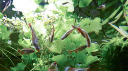 Gruppenfoto meiner hungrigen Meute