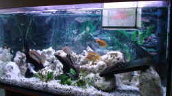 Aquarium Becken 3101