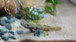Besatz im Aquarium Rhinogobius duospillus-Paradies - Biotop