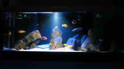 Aquarium MalawiSpeluncam