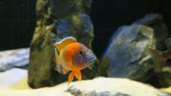 Aulonocara Red Rubin 