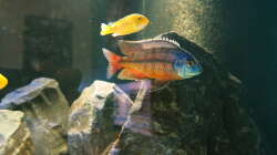 Protomelas ´senga point´