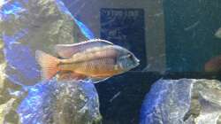 Prtomelas ´senga point´